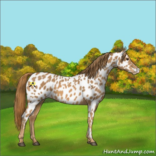 Horse Color:Chestnut Near Leopard 