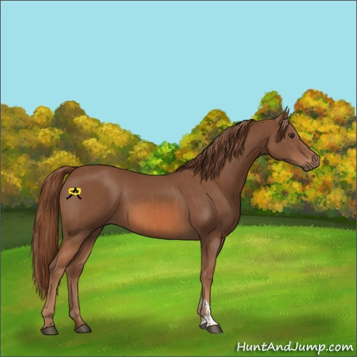 Horse Color:Chestnut  and Chestnut 