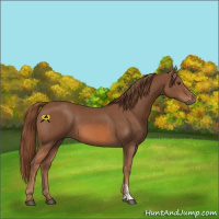 Horse Color:Chestnut and Chestnut