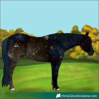Horse Color:ERROR: UNKNOWN ANOMALY