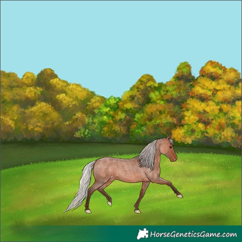 Horse Color:Silver Brown Roan Appaloosa 