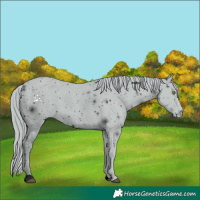 Horse Color:ERROR: UNKNOWN ANOMALY