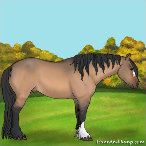 Horse Color:Unknown 