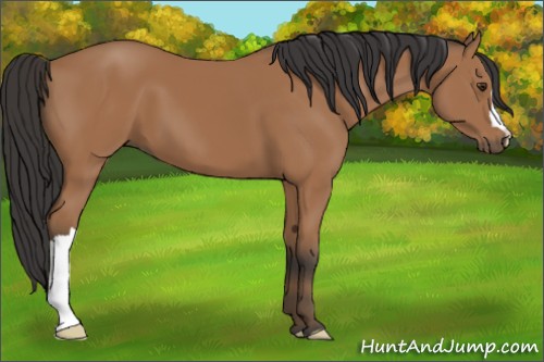 Horse Color:Bay 