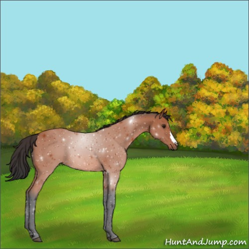 Horse Color:Brown 