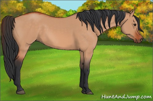 Horse Color:Brown Dun 