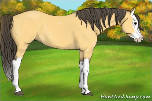 Horse Color:Buckskin Splash 