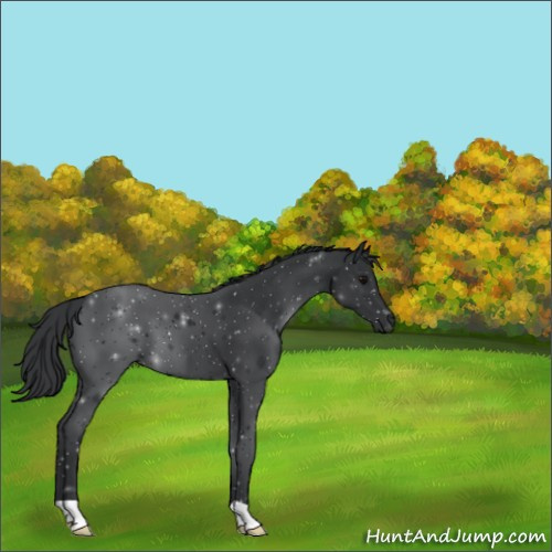 Horse Color:Black 