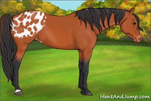 Horse Color:Bay Blanket