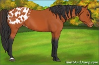Horse Color:Bay Blanket 