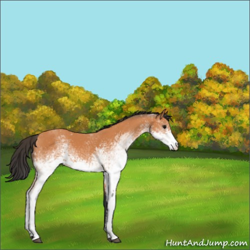 Horse Color:White Spotted Bay 