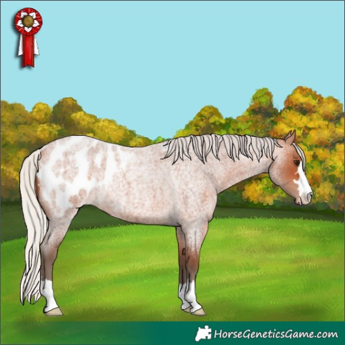 Horse Color:Silver Bay Roan Blanket 