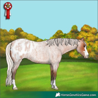 Horse Color:Silver Bay Roan Appaloosa 