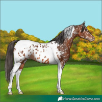 Horse Color:Brown Tobiano Near Leopard 