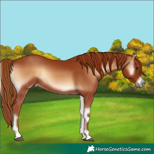Horse Color:Red Onyx