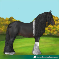 Horse Color:Brown Tobiano 