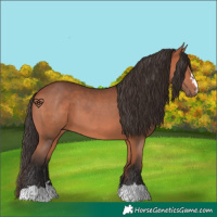 Horse Color:Bay 