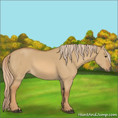Horse Color:Red Dun 