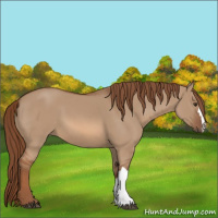 Horse Color:Red Dun