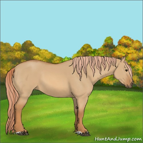 Horse Color:Red Dun 