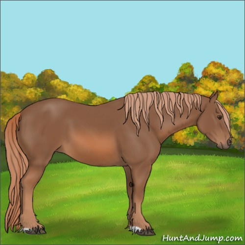 Horse Color:Chestnut 