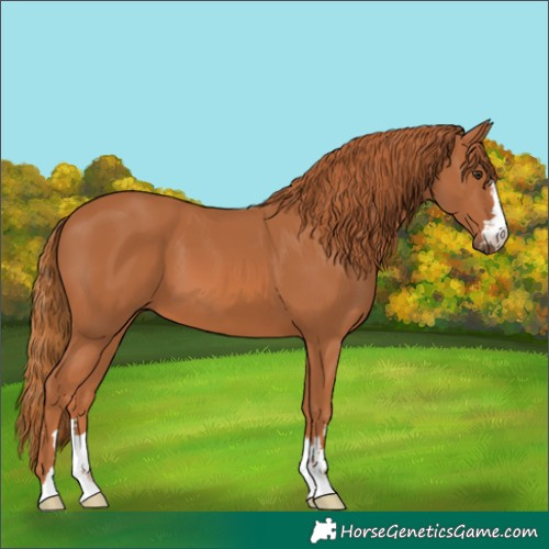 Horse Color:Chestnut 