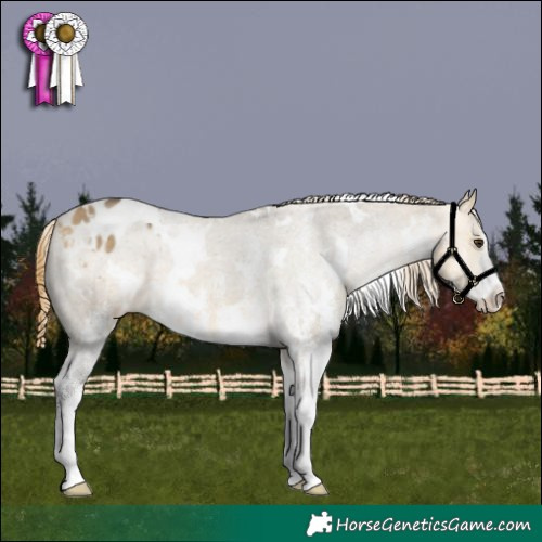 Horse Color:White Spotted Buckskin Dun Appaloosa 