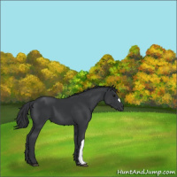 Horse Color:Black 