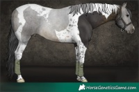 Horse Color:Buckskin Tobiano 