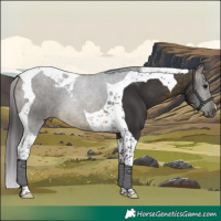 Horse Color:Buckskin Tobiano 