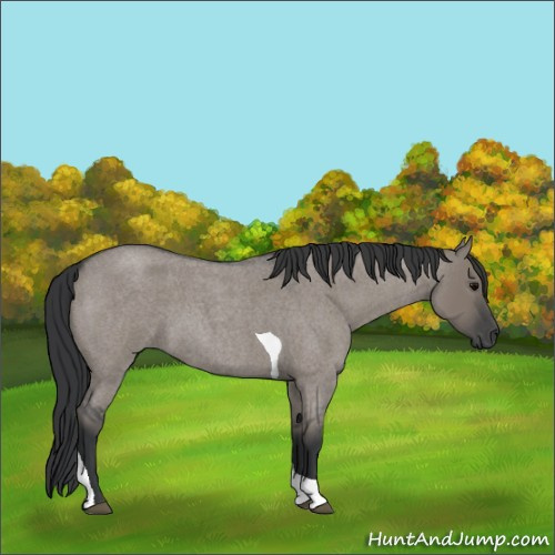 Horse Color:Unknown 