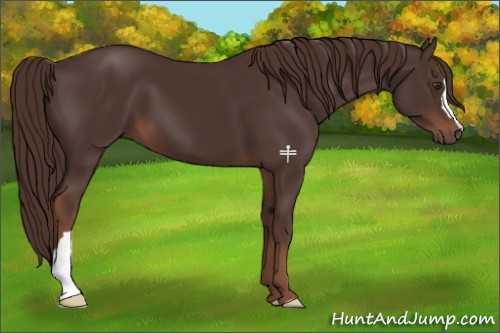 Horse Color:Liver Chestnut 