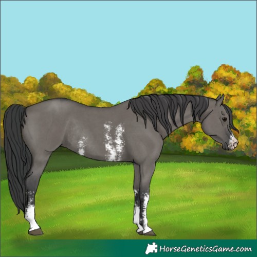 Horse Color:Grullo Sabino Rabicano 