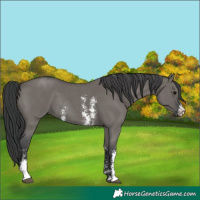 Horse Color:Grullo Sabino Rabicano 