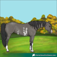 Horse Color:Grullo Sabino Rabicano