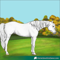 Horse Color:Gray Grullo Sabino Rabicano 