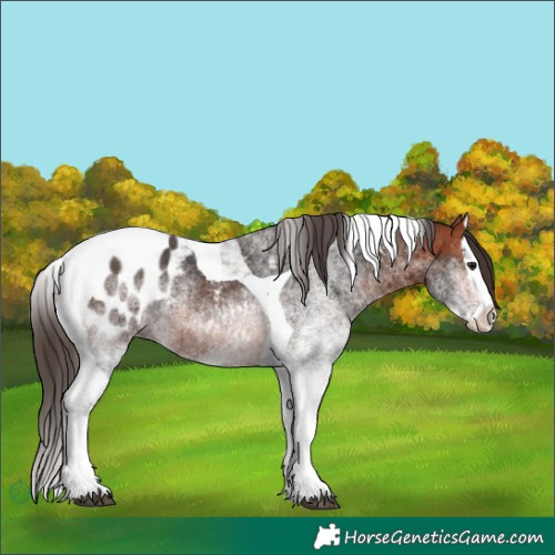 Horse Color:White Spotted Bay Splash Tobiano Appaloosa 