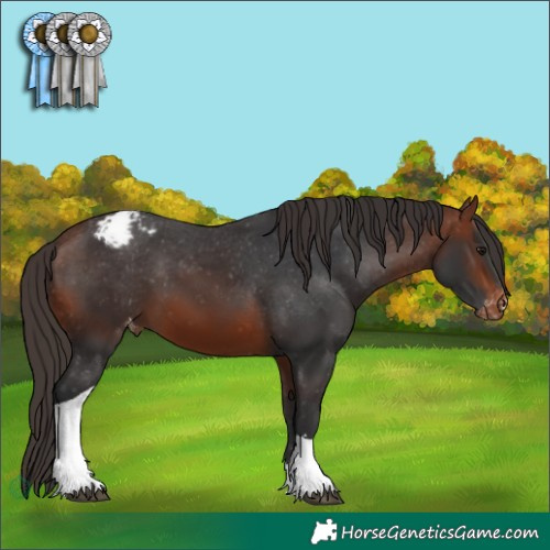 Horse Color:Bay Tobiano Appaloosa 