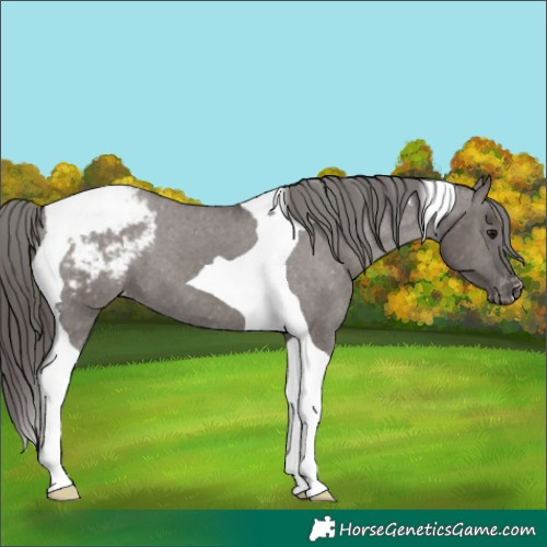 Horse Color:Smoky Grullo Tobiano Appaloosa 