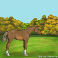 Horse Color:Chocolate Palomino 