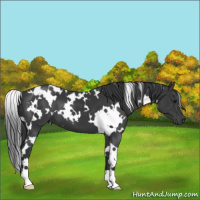 Horse Color:White Spotted Black 