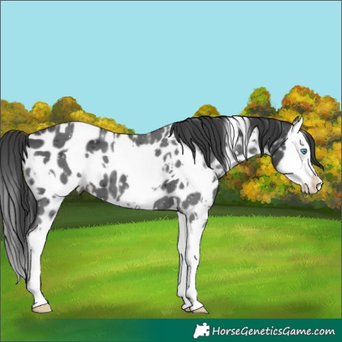 Horse Color:White Spotted Black Splash Appaloosa 