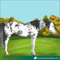 Horse Color:White Spotted Black Splash Appaloosa 