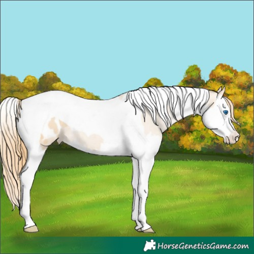 Horse Color:Smoky Black Pearl Splash Tobiano Blanket 