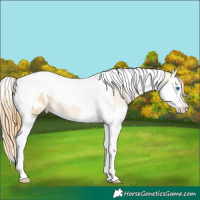 Horse Color:Smoky Black Pearl Splash Tobiano Appaloosa 