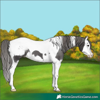Horse Color:Smoky Black Splash Tobiano Appaloosa 