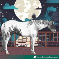 Horse Color:White Spotted Black Tobiano Appaloosa 