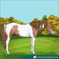 Horse Color:Brown Pearl Tobiano