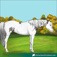 Horse Color:White Spotted Grullo Splash Tobiano 