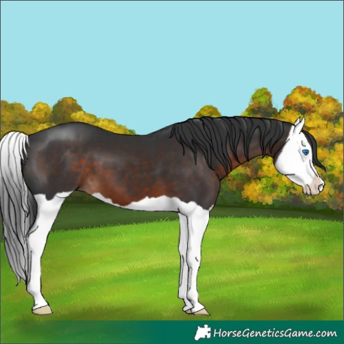 Horse Color:Brown Splash
